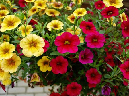 Yellow and red flowers of petuniaの写真素材