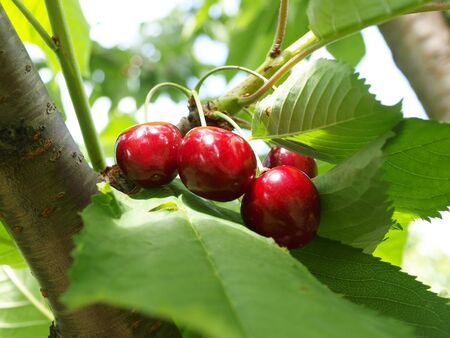 Close up of red cherries on a treeの写真素材