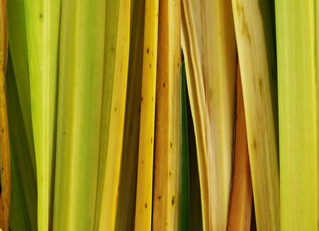 Close up of sweet flag leaves backgroundの写真素材