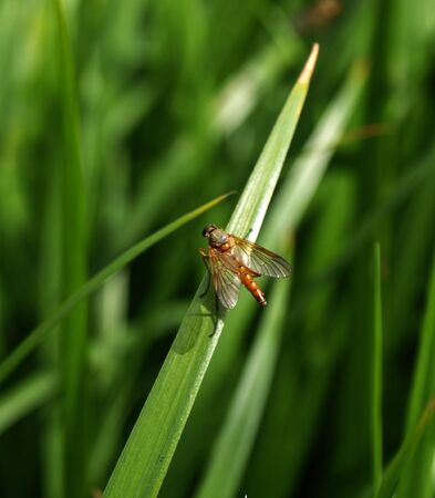 Close up of a fly sitting on a straw of grassの写真素材