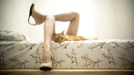 Female Legs in Bed with a Catの写真素材