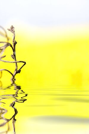 small pice of dried plant is reflecting in a waterの写真素材