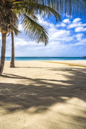 Palm trees at a tropical beach in Arrecife - Lanzarote - Spain  - Europeの写真素材