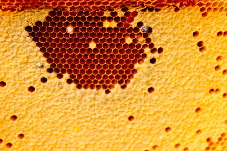 beehive on stick of tree with green nature backgroundの写真素材