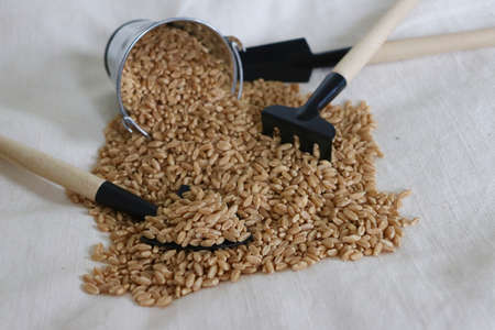 many wheat grass on white background