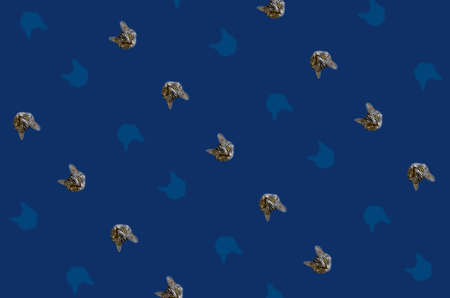 Colorful pattern of cat heads on blue background. Top view. Flat lay. Pop art designの写真素材