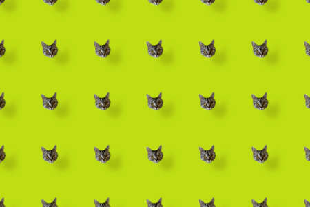 Colorful pattern of cat heads. Top view. Flat lay. Pop art designの写真素材
