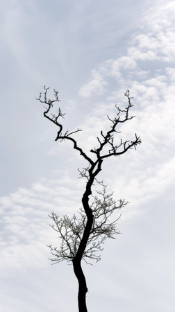 Barren Tree Silhouetted Against Cloudy Skyの素材