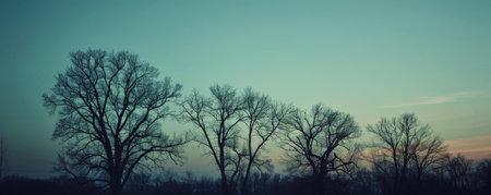 Bare trees silhouetted against a twilight skyの素材