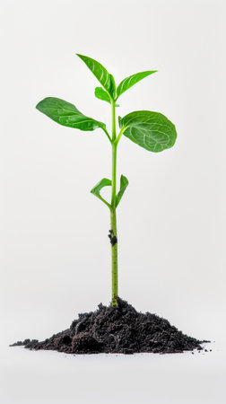 Young green plant sprout in soil on white backgroundの素材