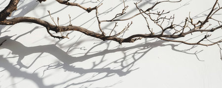 Branch casting shadows on a white wall, minimalist nature conceptの素材