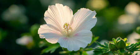 White hibiscus flower in sunlight, close-up nature photography. Botanical beauty and tranquility conceptの素材