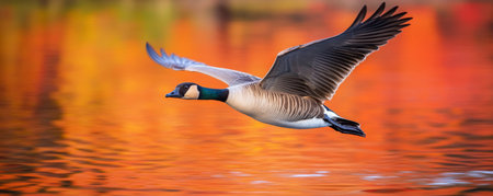 Goose flying over autumn lake with vibrant reflectionsの素材
