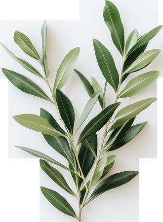 Olive branch with green leaves on transparent backgroundの素材