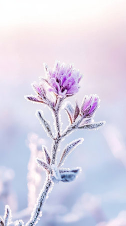 Purple flower covered in frost with blurred background, delicate winter nature scene. Serenity and tranquility conceptの素材