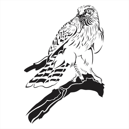 falcon,eagle,hawk,black,white,tattoo,details,bird,wingのイラスト素材