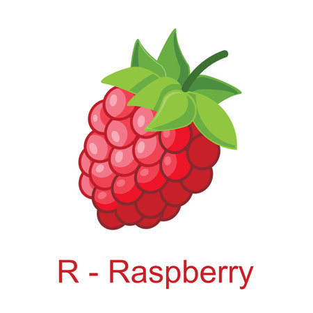 Raspberry. Vector illustration. Isolated on a white background.のイラスト素材