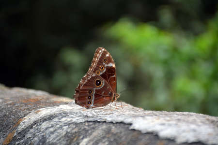 Iridescent tropical Blue Morpho butterfly / Morpho Peleidesの写真素材