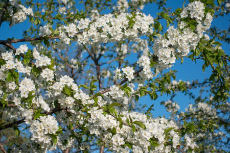 Beautiful white blom sakura spring, soft focus