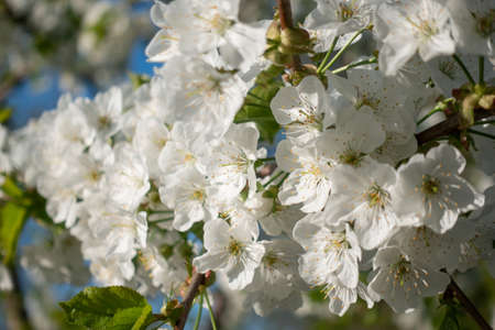 Beautiful white blom sakura spring, soft focus