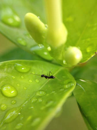An ant and water drops on leaves, close upの素材
