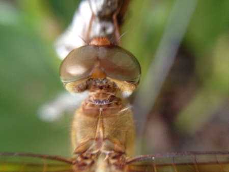 dragonfly