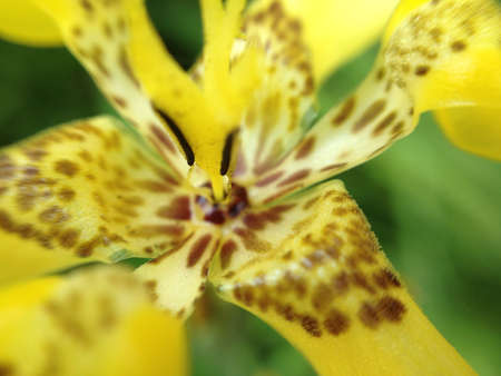 A macro shot of a yellow flower