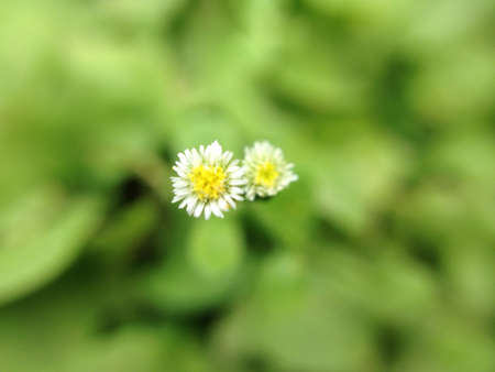 Macro shot of a small flower