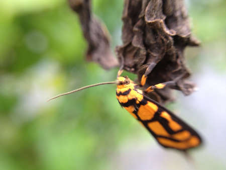 Yellow bug