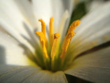 Macro shot of a white flower