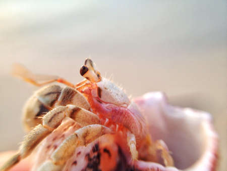 A macro shot of a hermit crabの素材