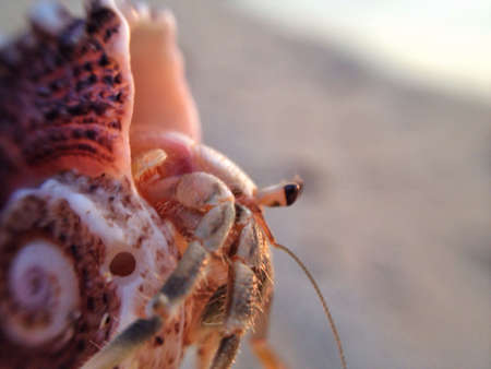 A macro shot of a hermit crabの素材