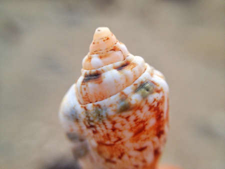 Macro sea shellの素材