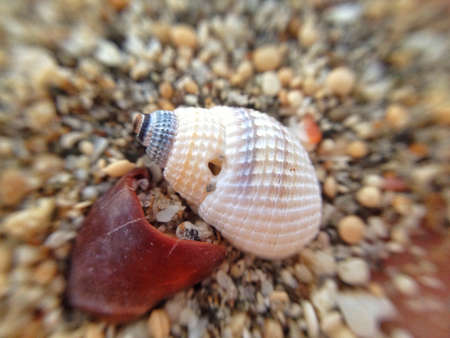 Macro sea shell