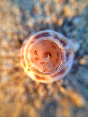 Macro sea shellの素材