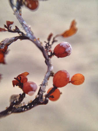 Dried seaweed macro shotの素材