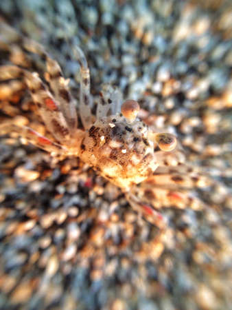 Crab camouflageの素材