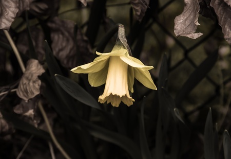 Springtime Daffodil Bloomingの写真素材