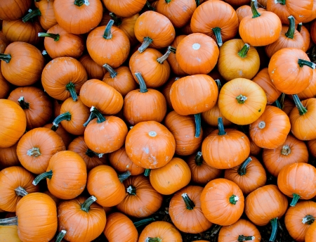 Pile of pumpkinsの写真素材