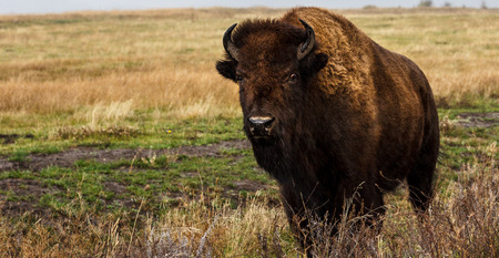 A lone bison, or American Buffalo, grazes in a field during a rain storm.の写真素材
