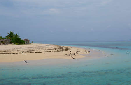 Birds Flying Over Islandの写真素材