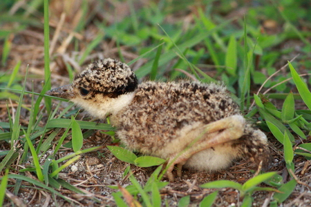 Lapwing chick