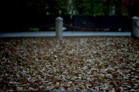 fallen leavesの写真素材