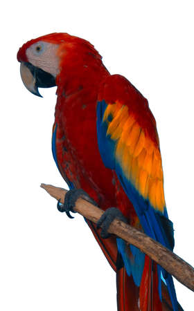 Beautiful Parrot Paradiseの写真素材