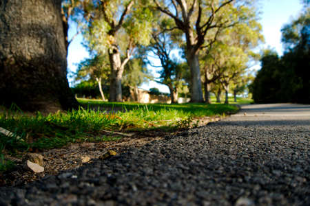 Low-angle natural background with trees and grass