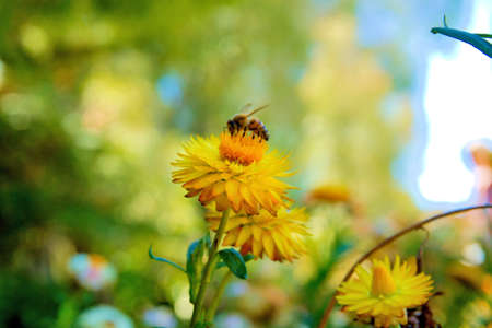 A bee collecting honey on a yellow flower