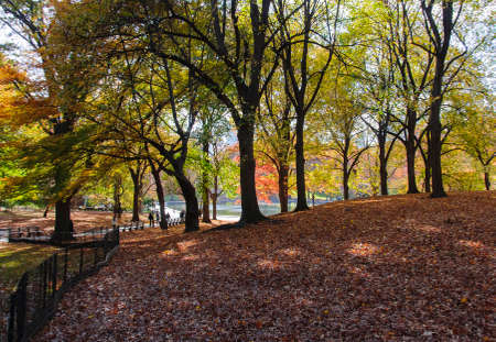 Photo shot from inside Central Park in New Yorkの写真素材