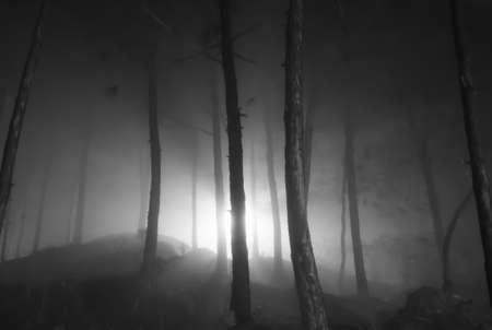 Dense forest