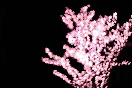 Sakura Sparkling Full Blown-How to Enjoy Winter Days till Spring Comes の写真素材