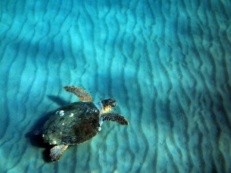 Turtle underwater